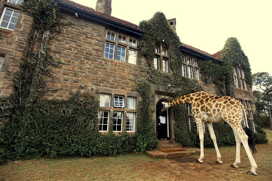 Giraffe Manor, Kenya