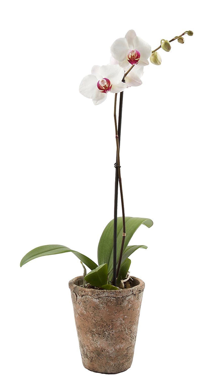 2) Double Stem Phalaenopsis Orchid