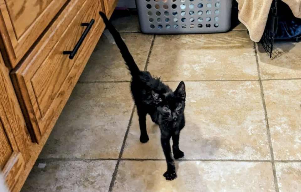 A black kitten walks on a tiled floor near kitchen cabinets and a laundry basket