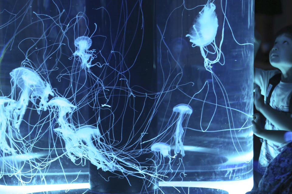 In this Aug. 27, 2018, file photo, a boy looks at jellyfish in a tank at Shinagawa Aqua Park in Tokyo. (AP Photo/Koji Sasahara, File)