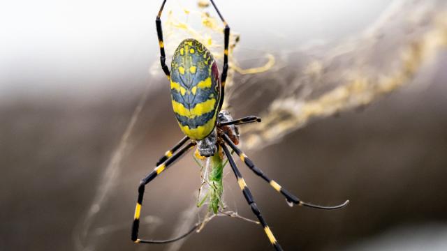 Millions of Palm-Sized Flying Spiders Could Invade the East Coast