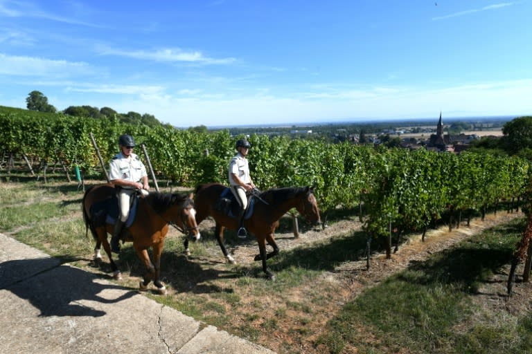 People caught stealing grapes face a fine of up to 500 euros ($585) and an official report is sent to local prosecutors, who decide whether to follow up with an investigation