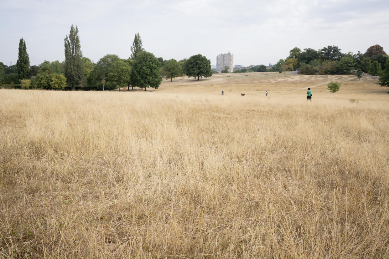 A landscape of parched brown grass in Brockwell Park in London.