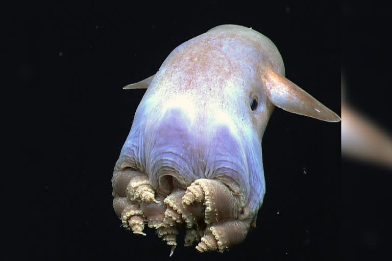  Pulpo Dumbo es uno de los animales poco conocidos (Foto Instagram @convergencias.digital)