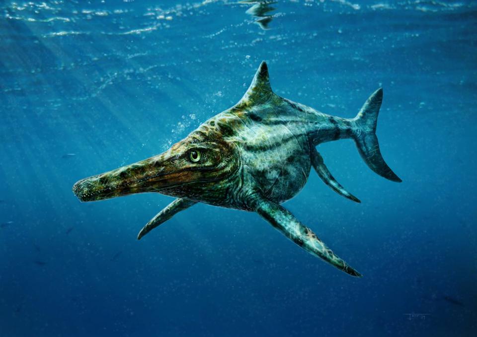 The newly identified prehistoric marine reptile Dearcmhara shawcrossi, a member of a group called ichthyosaurs that swam the world's oceans at the same time that dinosaurs ruled the land, is depicted in this handout illustration provided by Todd Marshall. Scientists have announced the discovery of the fossil remains of the dolphin-like seagoing reptile on Scotland's Isle of Skye that lived about 170 million years ago and was about 14 feet (4.3 meters) long. Ichthyosaurs, some of which reached monstrous proportions rivaling all but the largest of today's whales, thrived for more than 150 million years until disappearing about 95 million years ago. Dearcmhara, a moderate-sized ichthyosaur, swam in warm, shallow seas during the Jurassic Period, eating fish and squid. Its remains are incomplete but the shape of a bone in its front flippers suggests it may have been an especially strong or fast swimmer, the researchers said. REUTERS/Todd Marshall/Handout via Reuters (UNITED STATES - Tags: SCIENCE TECHNOLOGY ANIMALS ENVIRONMENT) ATTENTION EDITORS - THIS PICTURE WAS PROVIDED BY A THIRD PARTY. REUTERS IS UNABLE TO INDEPENDENTLY VERIFY THE AUTHENTICITY, CONTENT, LOCATION OR DATE OF THIS IMAGE. FOR EDITORIAL USE ONLY. NOT FOR SALE FOR MARKETING OR ADVERTISING CAMPAIGNS. THIS PICTURE IS DISTRIBUTED EXACTLY AS RECEIVED BY REUTERS, AS A SERVICE TO CLIENTS. NO SALES. NO ARCHIVES