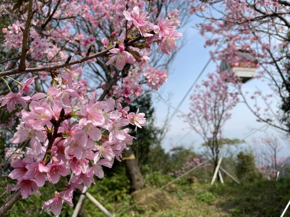 指南風景區櫻花林（圖片來源：台北市政府工務局大地工程處）