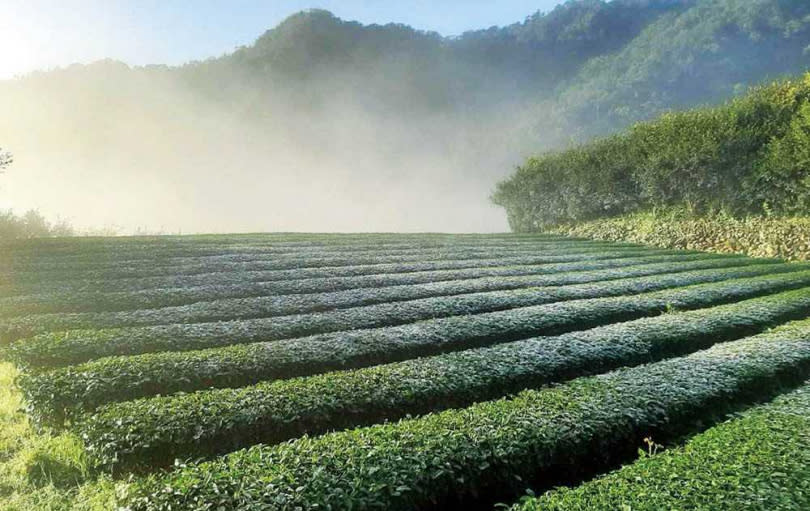 台北市文山區是台灣包種茶的最大產區，每年會針對春、冬茶進行評鑑。（圖／新北市觀光局提供）