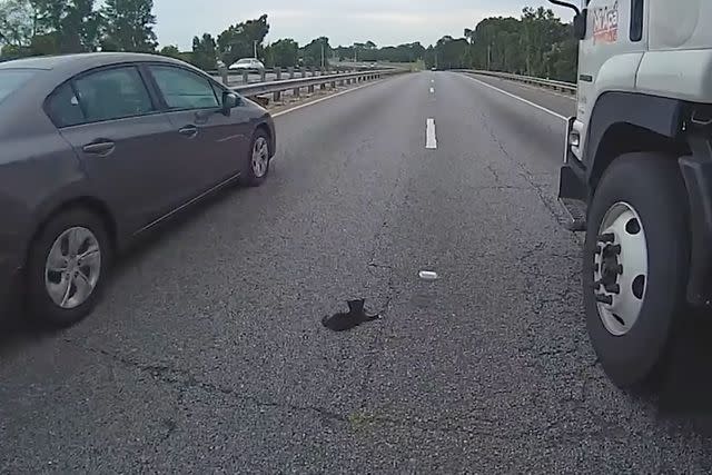 <p>Alachua Police Department </p> Kitten on busy Florida highway