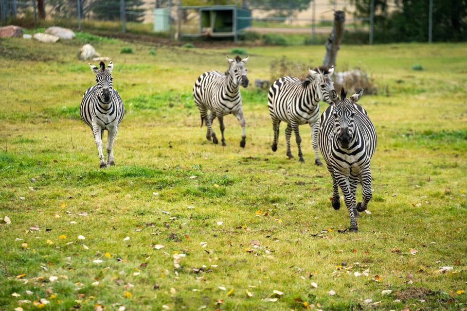 A herd of zebras is also called a dazzle. Five zebras were seized by the provincial conservation officers in June last year.