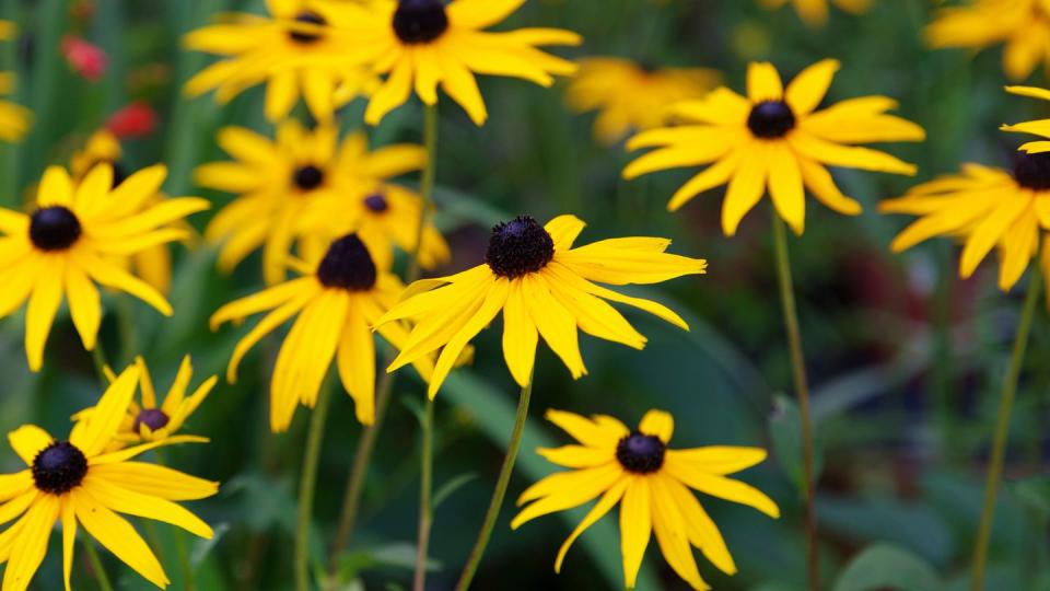 fall flowers black eyed susan