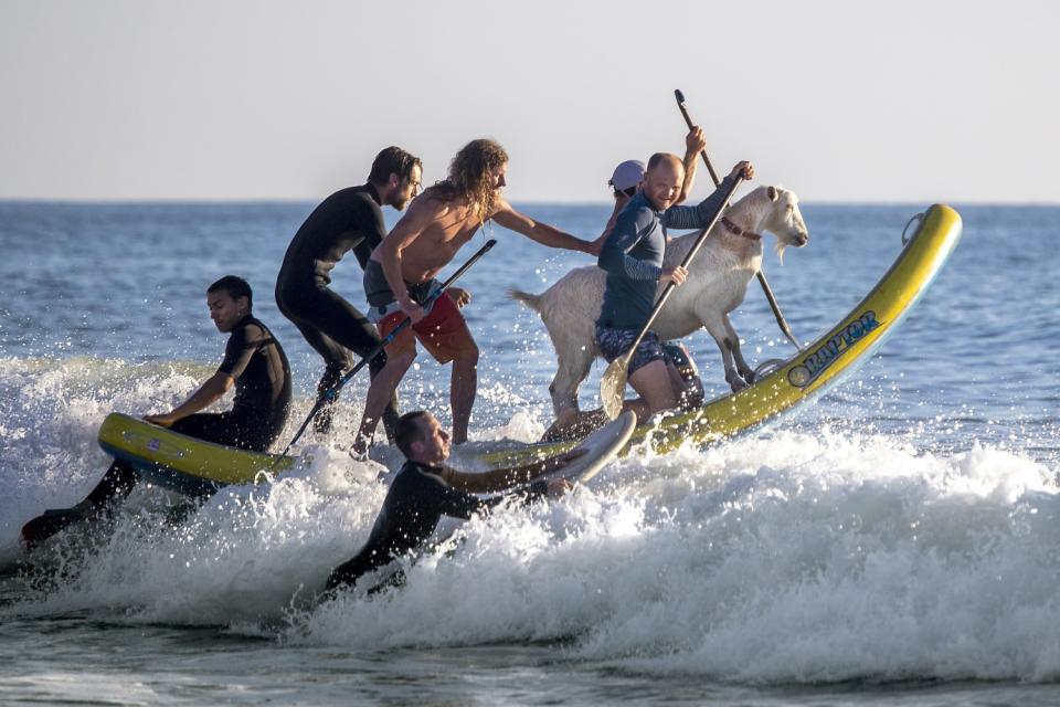 Surfers catch a wave with a goat.