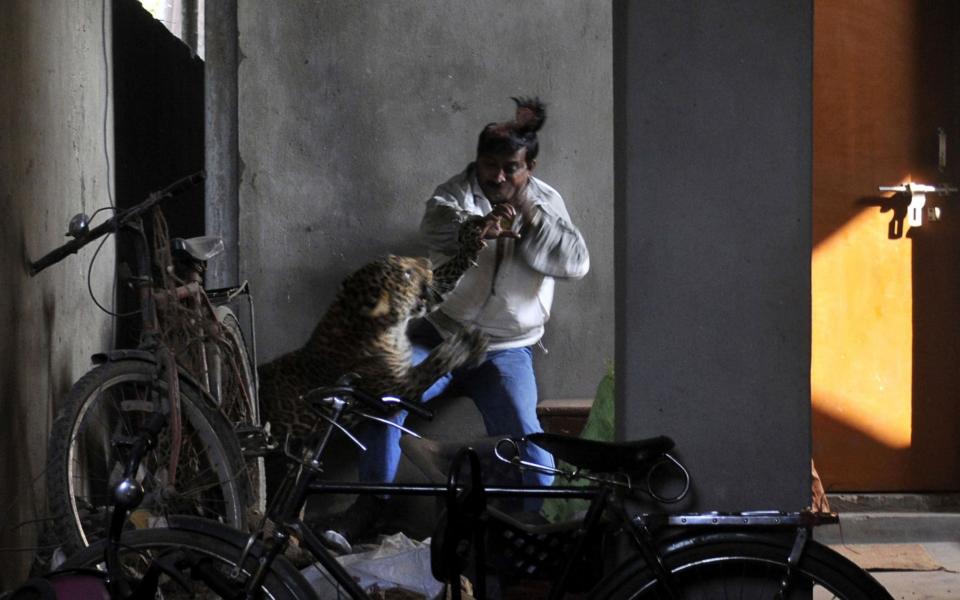 A leopard attacking and wounding Indian labourer Pintu Dey in Guwahati in 2012 - Credit: AFP