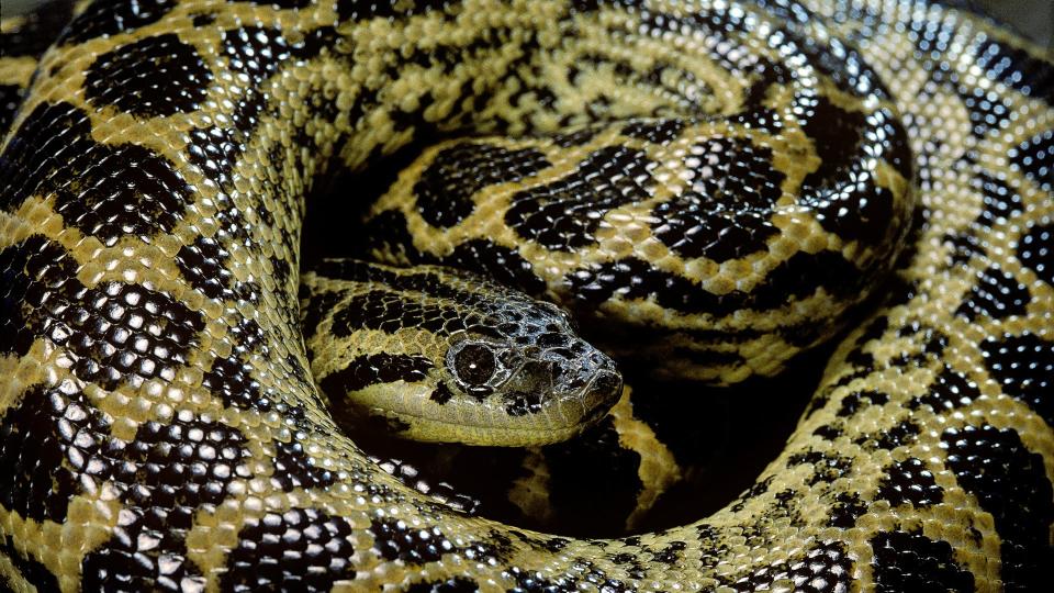 Best exotic pets - Anaconda