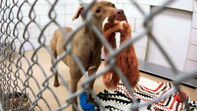 Prada the Pit Bull Spared From Death Row