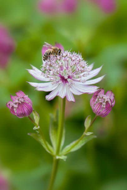 bee on astrantia flower in garden