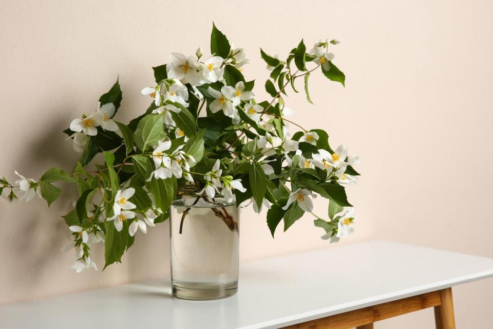 jasmine flowers in vase