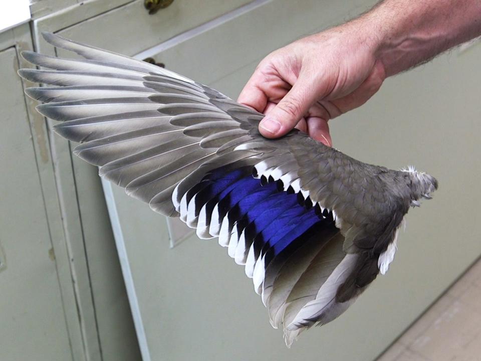 A wing specimen of a mallard that is mostly gray, little bit of white, and some blue iridescent color.