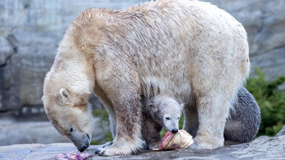 Though 3,000 polar bears are scattered around Svalbard, sightings are rare. - Credit: Courtesy AP