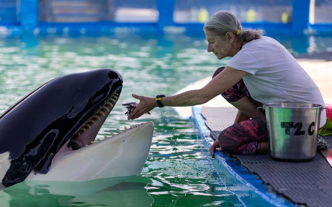 Trainer Marcia Henton feeds Lolita the killer whale, also known as Tokitae, inside her stadium tank at the Miami Seaquarium on Saturday, July 8, 2023, in Miami, Fla. After officials announced plans to move Lolita from the Seaquarium, trainers and veterinarians are now working to prepare her for the move.