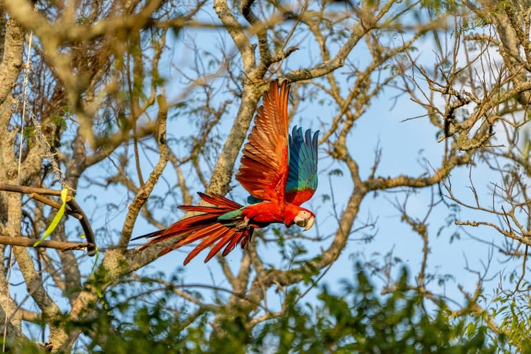 La nueva población de guacamayos se suma al resto de las que ya viven libre en los montes de Yerbalito