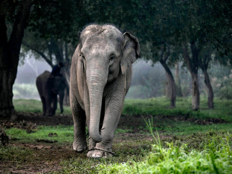 A Thai elephant walks in the jungle