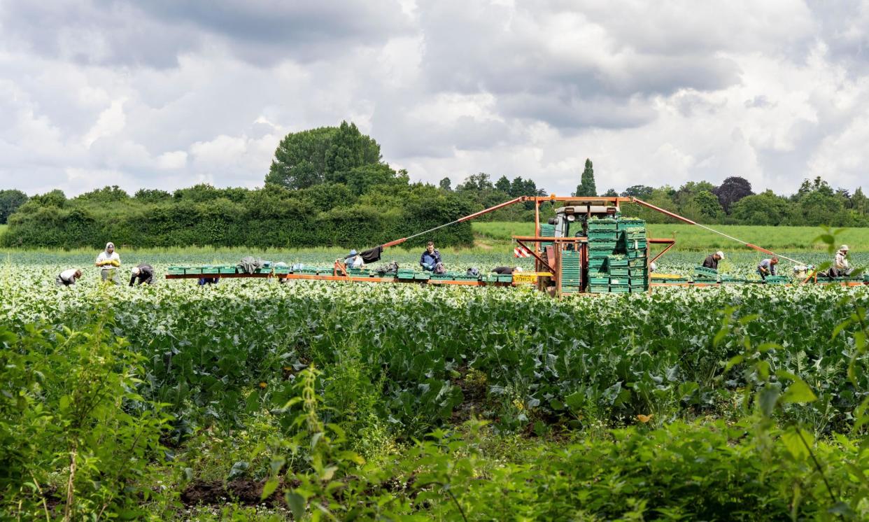 <span>The study by Natural England focused on balancing the need to produce food with reducing greenhouse gas emissions and making space for wildlife.</span><span>Photograph: Alan Harbottle/Alamy</span>