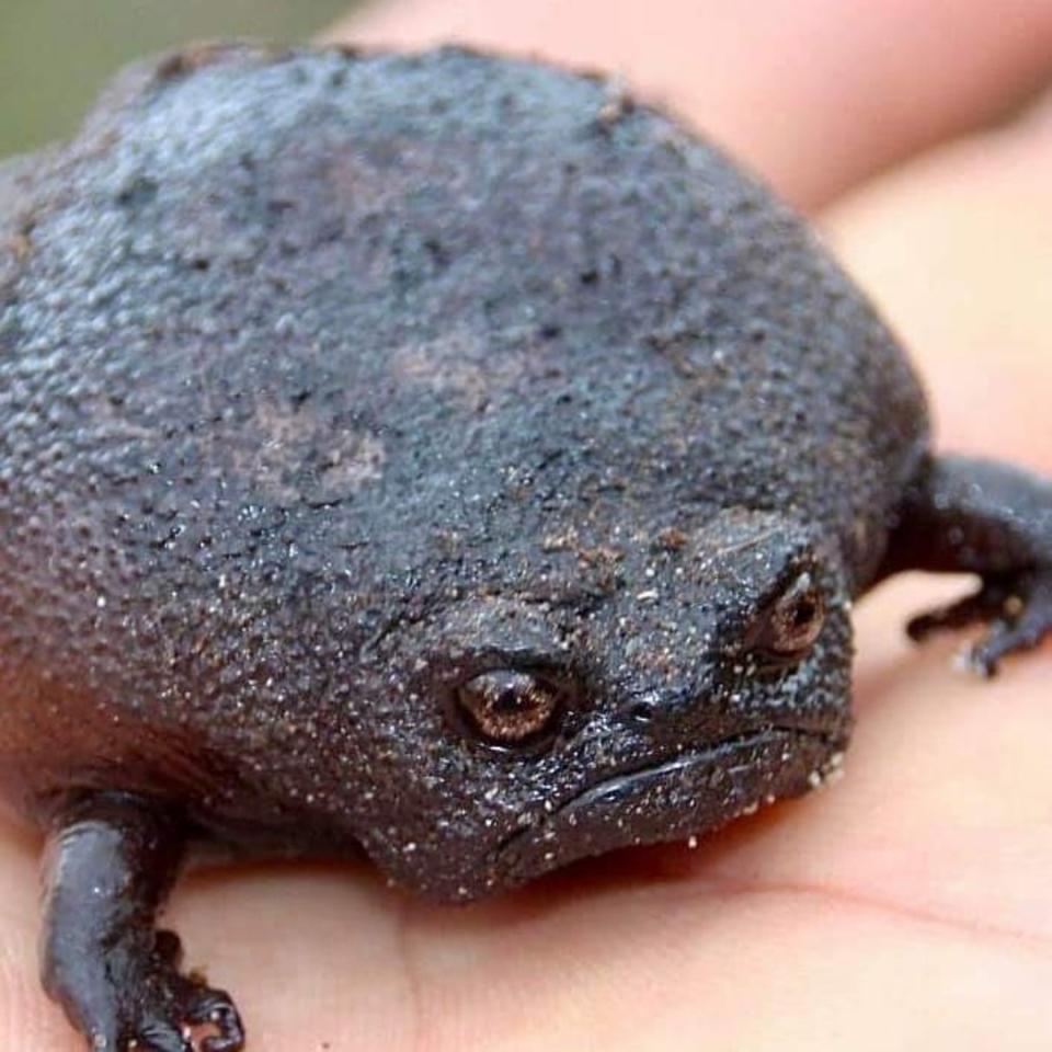 Precisamente en Sudáfrica es donde habita la rana negra de lluvia. Concretamente, en zonas de más de 1.000 metros de altura del cinturón de pliegues del Cabo, desde la ciudad de Swellendam hasta las montañas Outeniqua. (Foto: Instagram / <a href="http://www.instagram.com/p/CBBqgtVFM0D/" rel="nofollow noopener" target="_blank" data-ylk="slk:@thewondersofthenatrual;elm:context_link;itc:0;sec:content-canvas" class="link ">@thewondersofthenatrual</a>).