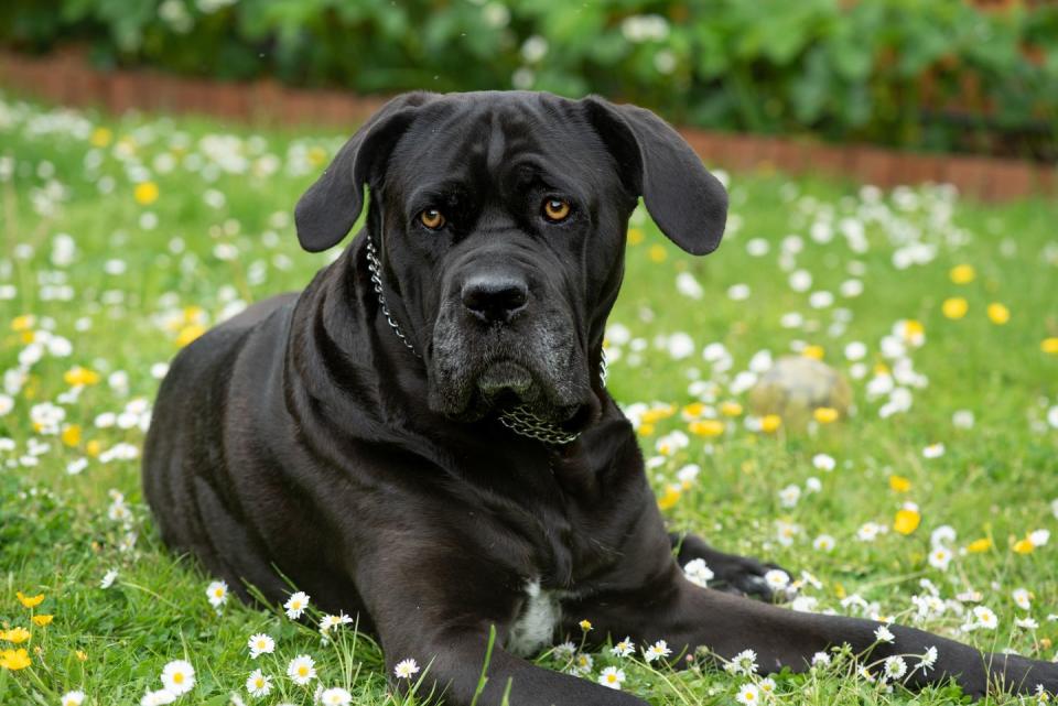 italian mastiff