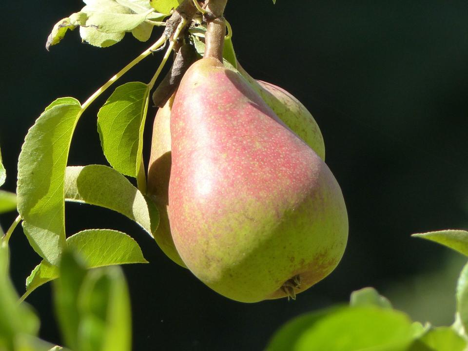 This Aug. 1, 2015 photo shows pears growing on a tree near Langley, Wash. Pears will mature on trees but not ripen and if left too long will turn brown inside. Horticulturists say pears need to be harvested, stored for two to four weeks at about 40 degrees Fahrenheit and then be exposed to several days at room temperatures before they are ready for the best eating experience. (Dean Fosdick via AP)