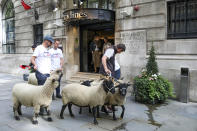 Demonstrators walk a flock of sheep through the streets as part of a protest against Brexit, in central London, Thursday, Aug. 15, 2019. Protestors are walking sheep past government buildings as part of 'Farmers for a People's Vote' to highlight the risk Brexit presents to livestock. (AP Photo/Vudi Xhymshiti)