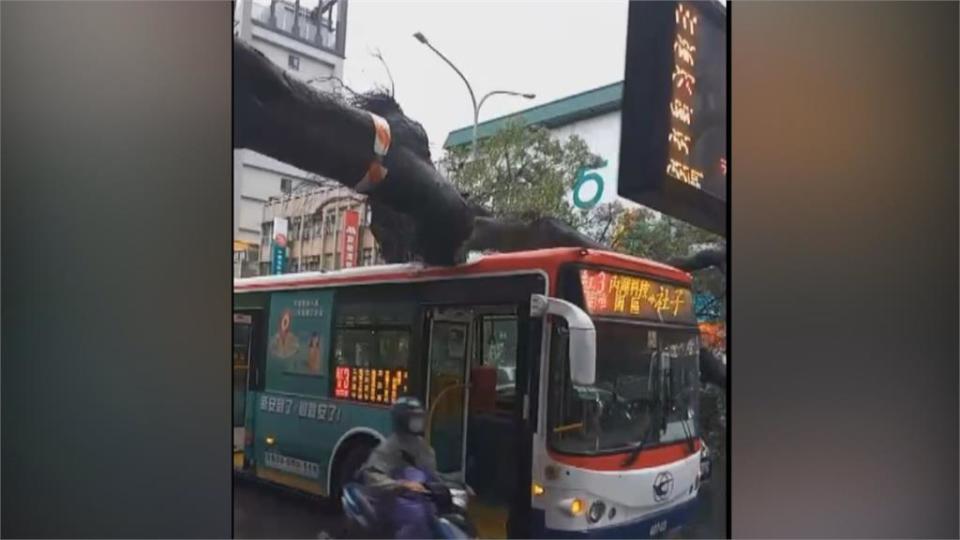 士林巨大路樹突斷裂　壓公車車頂波及3轎車