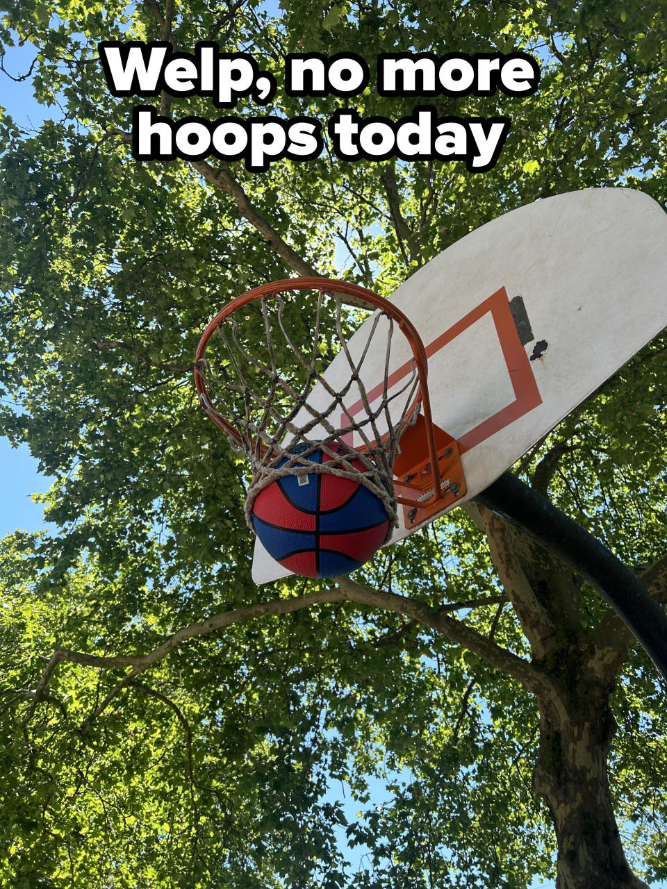 Basketball caught in hoop with trees in the background, photographed from below