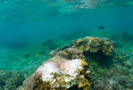 This Sept. 12, 2019 photo shows bleaching coral in Kahala'u Bay in Kailua-Kona, Hawaii. Just four years after a major marine heat wave killed nearly half of this coastline’s coral, federal researchers are predicting another round of hot water will cause some of the worst coral bleaching the region has ever seen. (AP Photo/Caleb Jones)