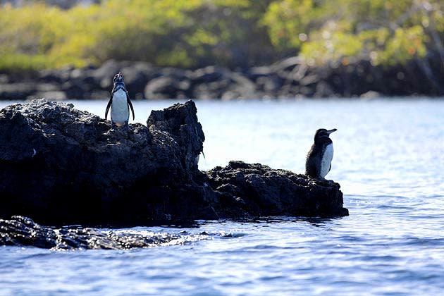 <b>The Galápagos Islands</b>, an archipelago in the Pacific, is a national park, and a biological marine reserve, famous for its tremendous natural diversity.