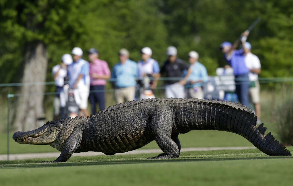 An alligator crosses through the course during the first round of the PGA Zurich Classic golf tournament at TPC Louisiana in Avondale, La., Thursday, April 25, 2013. (AP Photo/Gerald Herbert) 