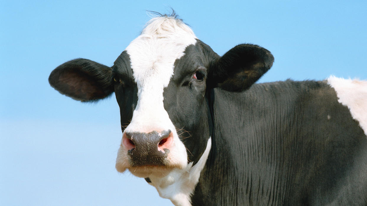  Holstein-Friesian cow, close-up. 