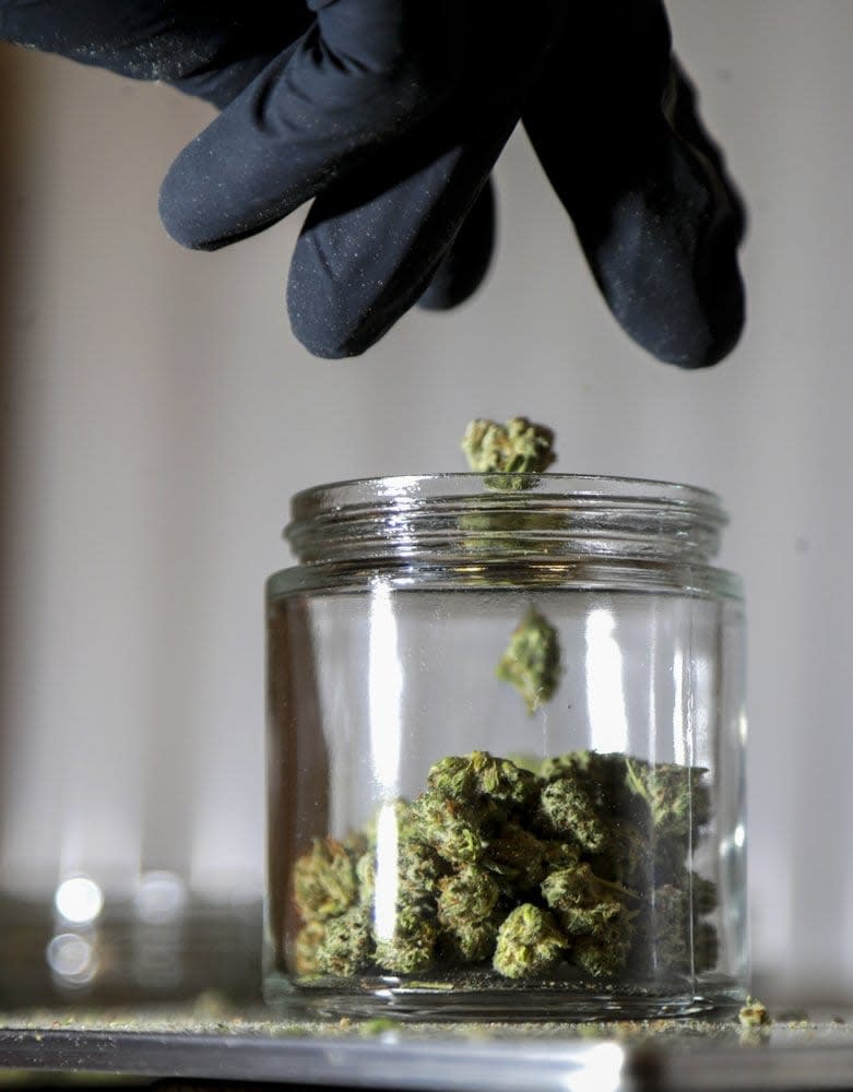 In this March 22, 2019 file photo, shows marijuana buds being sorted into a prescription jar at Compassionate Care Foundation’s medical marijuana dispensary in Egg Harbor Township, N.J. (AP Photo/Julio Cortez, File)