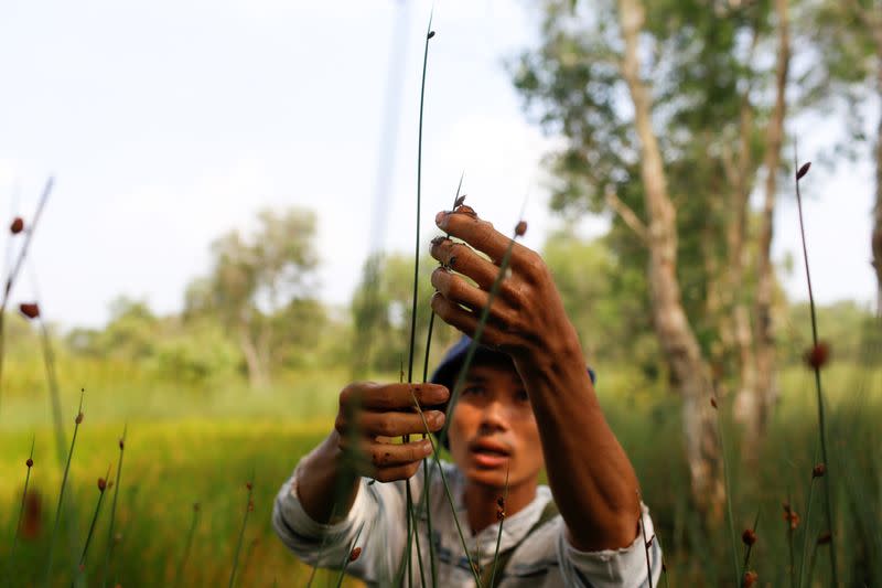 Tran Minh Tien, owner of 3T shop, collects grass to make straws at a field in Long An province