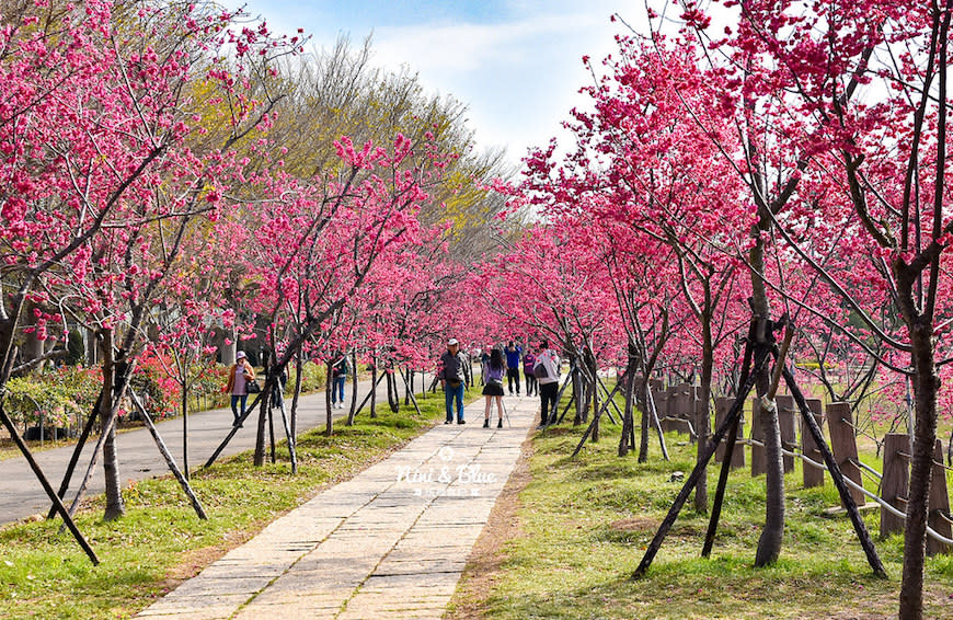 台中后里｜2021 中科崴立櫻花公園