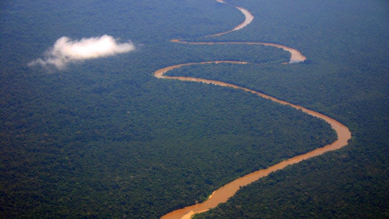The Amazon rainforest in Ecuador.