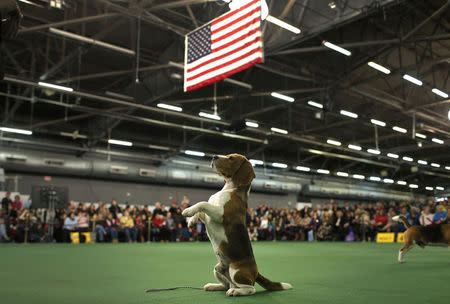 Thunder, a Beagle from Bangkok, Thailand, rises up on its hind legs in the ring during judging in the Hound Group at the 139th Westminster Kennel Club's Dog Show in Manhattan, New York February 16, 2015. REUTERS/Mike Segar