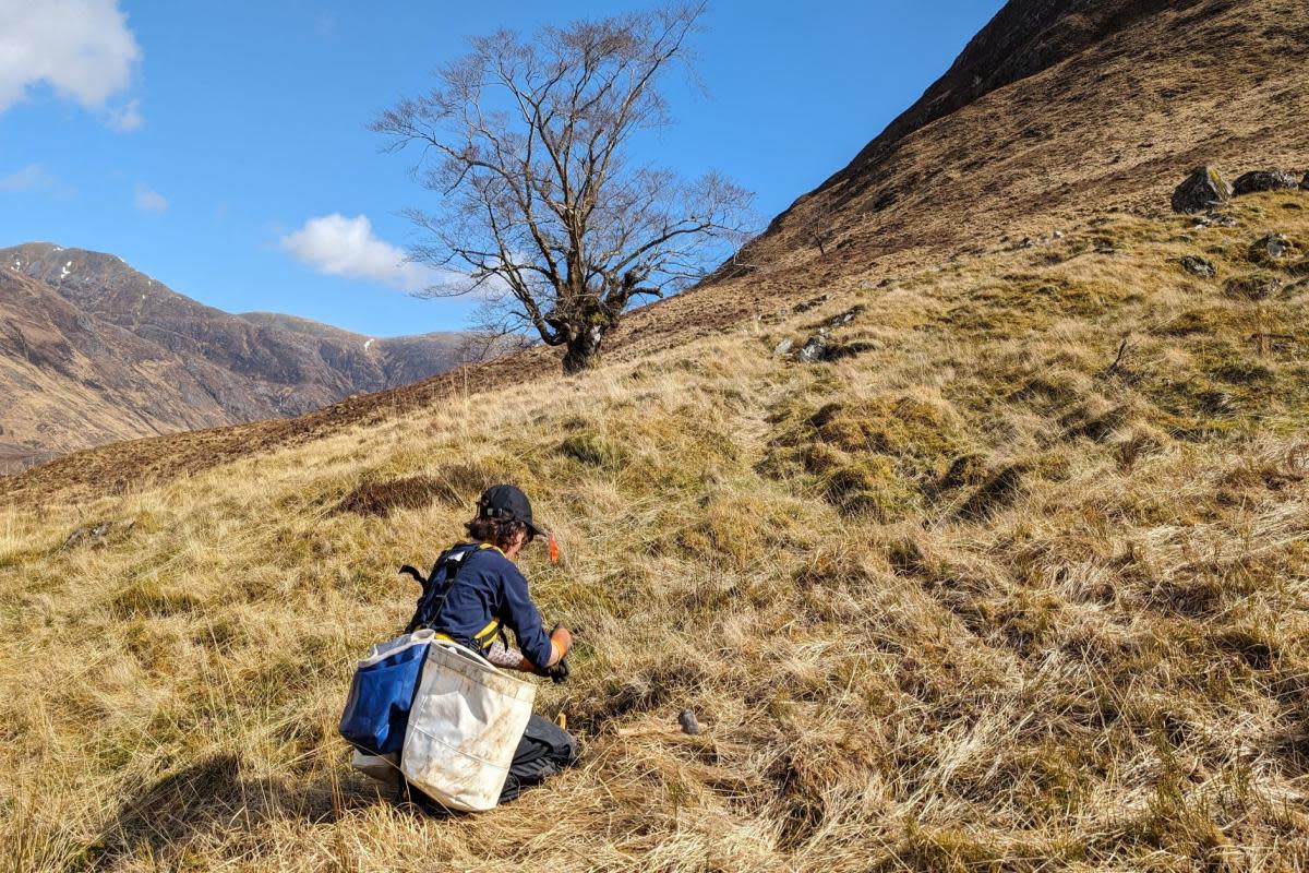 Young wych elm trees have been transferred from the Royal Botanic Garden Edinburgh and replanted in Forestry and Land Scotland managed Glen Affric <i>(Image: Supplied)</i>