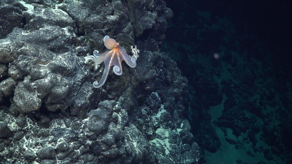 A deep sea octopus spotted near a seamount off the coast of Chile.