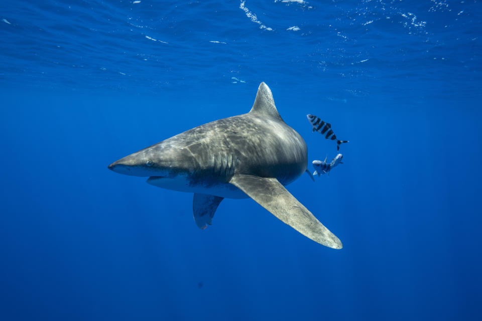 National Geographic’s highly-anticipated, ninth annual SHARKFEST returns this summer. (Andy Mann/National Geographic)