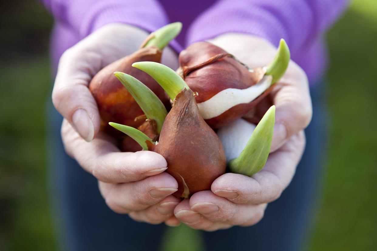 hand holding tulip bulbs