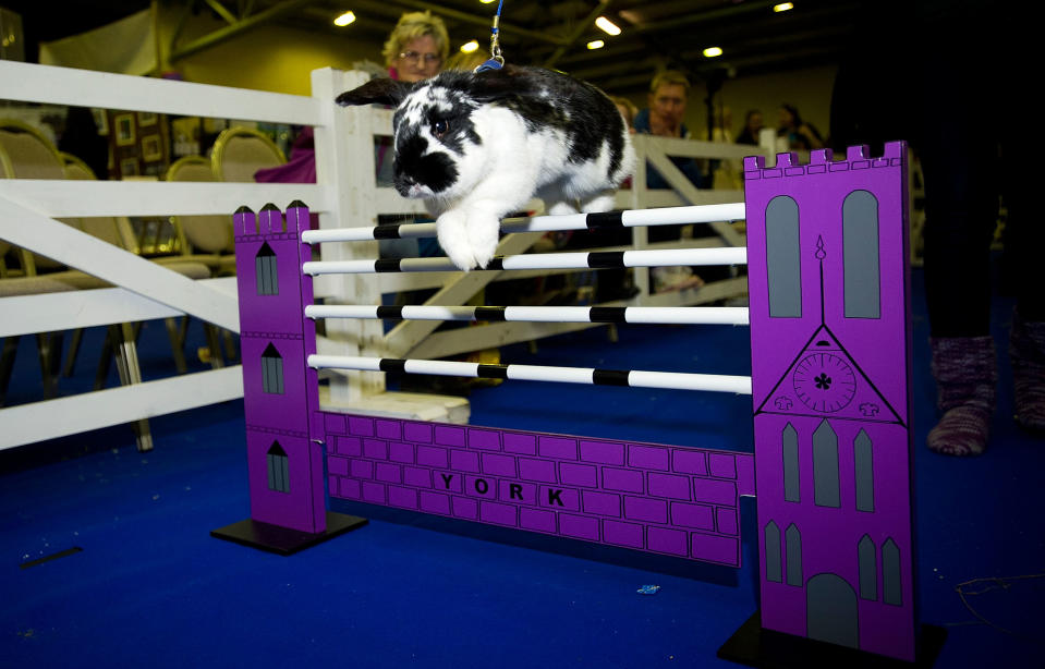 Animal Enthusiasts Enjoy The UK's Rabbit Grand National