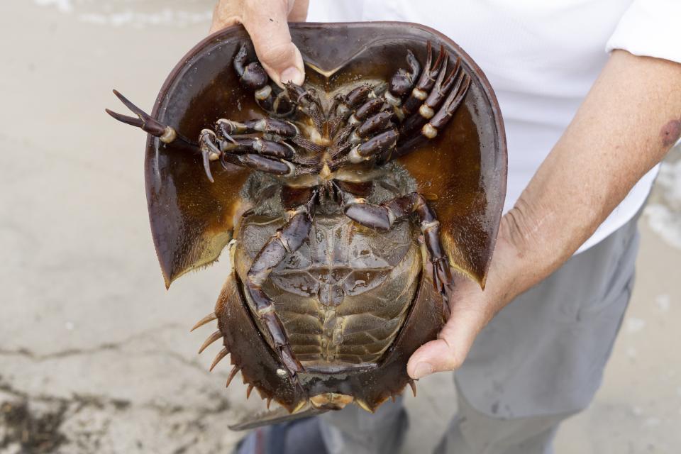 Glenn Gauvry speaks while he displays the underside of a horseshoe crab at Pickering Beach in Dover, Del., Sunday, June 11, 2023. The biomedical industry is adopting new standards to protect the sea animal that is a linchpin of the production of vital medicines. (AP Photo/Matt Rourke)