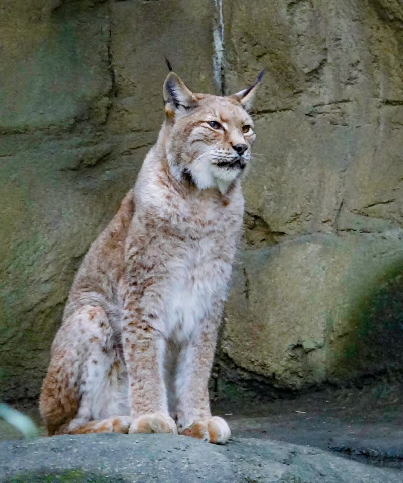 ▲貓亞科動物被稱為小貓和咪喵。（圖／臺北市立動物園授權提供） 