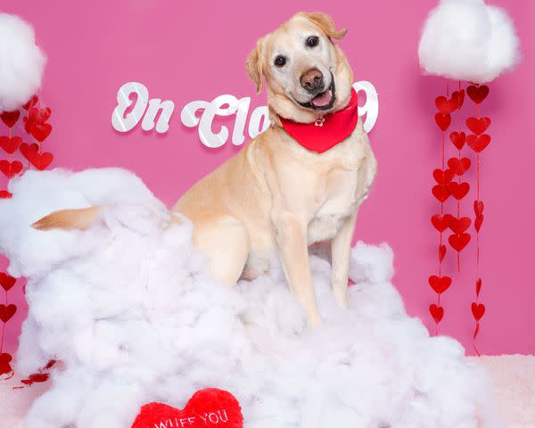 <p>Courtesy of Dubinsky Photos</p> Stetson a long-stay shelter dog a St Hubert's Animal Welfare Center in New Jersey