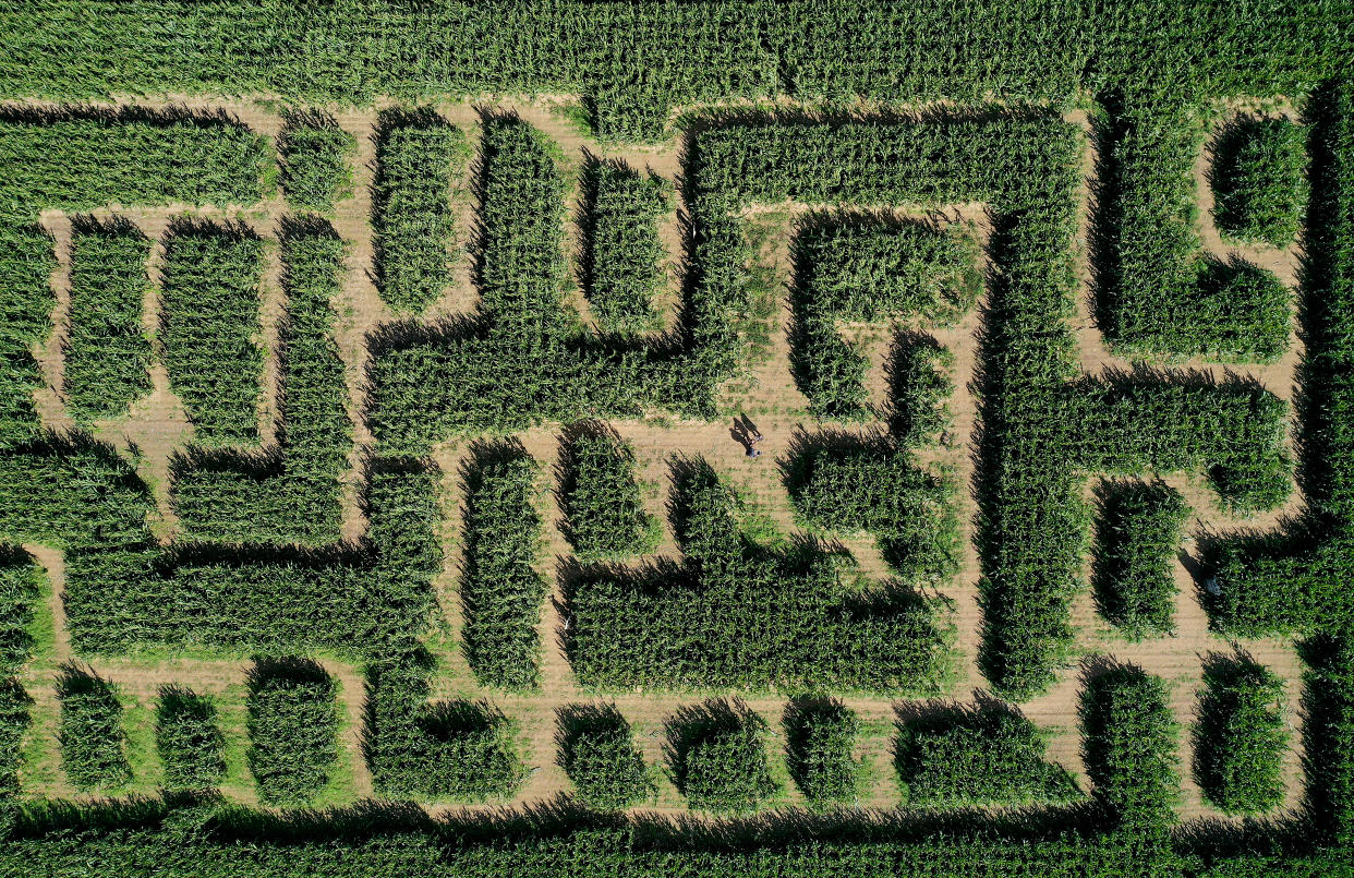 MATTITUCK, NEW YORK - OCTOBER 06:  An aerial view of people in a corn maze at Harbes Family Farm on October 06, 2020 in Mattituck, New York. (Photo by Al Bello/Getty Images)